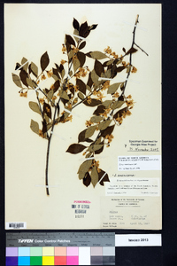 Styrax americanus image