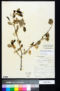 Styrax americanus image