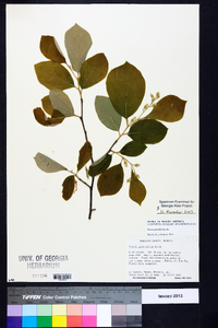 Styrax grandifolius image