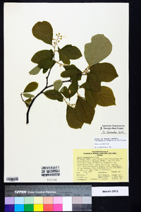 Styrax grandifolius image