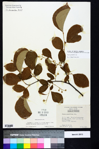Styrax grandifolius image