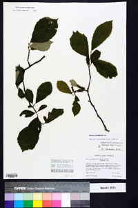 Styrax grandifolius image