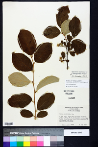 Styrax grandifolius image