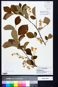 Styrax grandifolius image