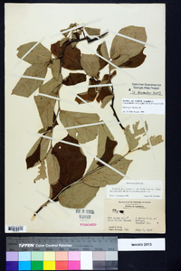 Styrax grandifolius image