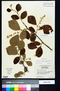 Styrax grandifolius image