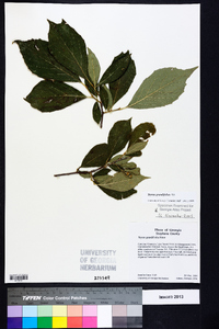 Styrax grandifolius image