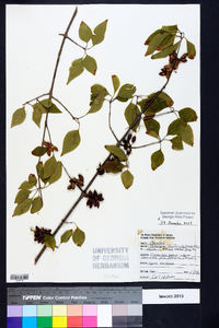 Forestiera acuminata image