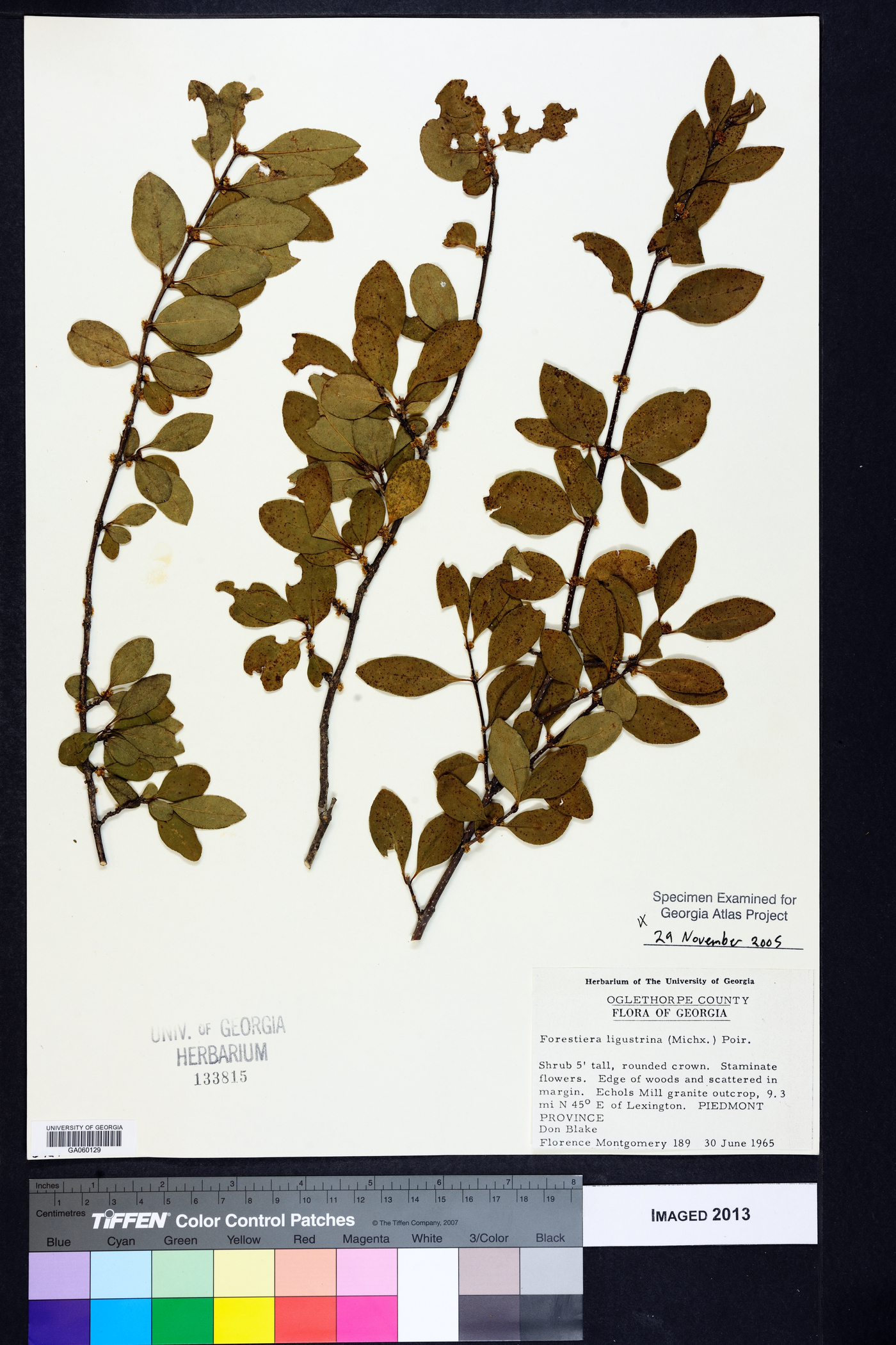 Forestiera ligustrina image