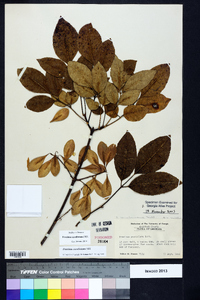 Fraxinus caroliniana image