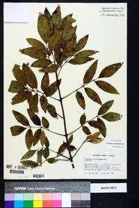 Fraxinus caroliniana image