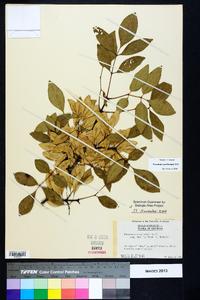 Fraxinus caroliniana image