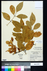 Fraxinus caroliniana image