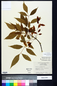 Fraxinus caroliniana image