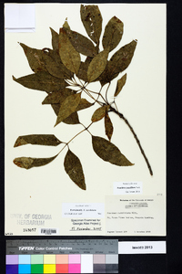 Fraxinus caroliniana image