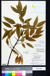 Fraxinus caroliniana image