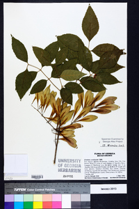 Fraxinus caroliniana image