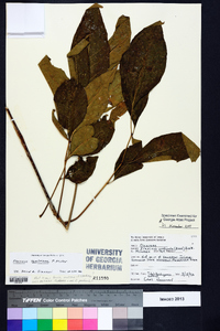 Fraxinus caroliniana image