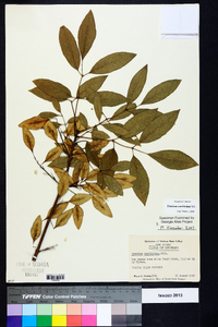 Fraxinus caroliniana image