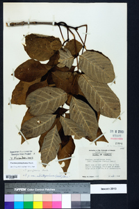 Fraxinus biltmoreana image