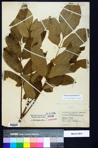 Fraxinus biltmoreana image