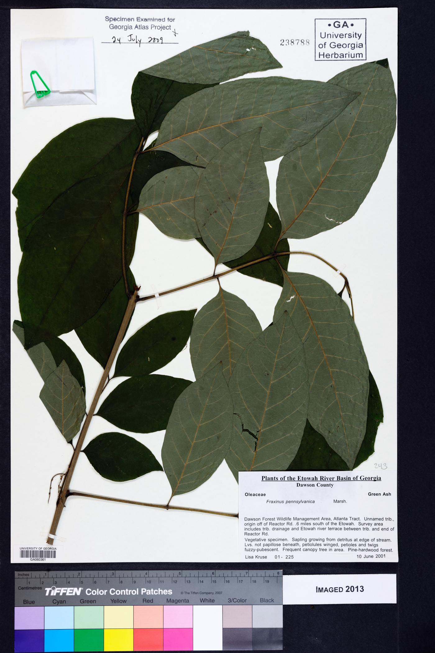 Fraxinus biltmoreana image