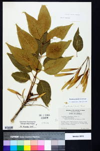 Fraxinus profunda image