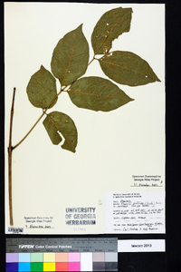 Fraxinus profunda image