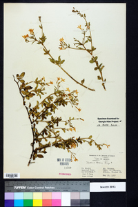 Jasminum floridum image