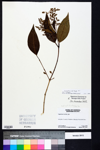 Ligustrum lucidum image