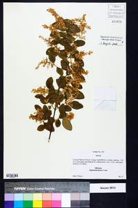 Ligustrum sinense image