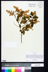 Ligustrum sinense image