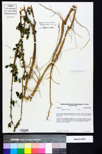 Ligustrum sinense image