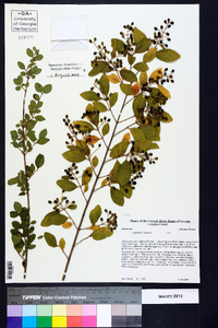 Ligustrum sinense image