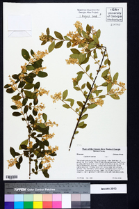 Ligustrum sinense image