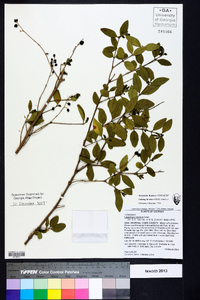 Ligustrum sinense image