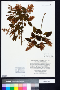 Ligustrum sinense image