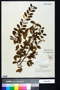 Ligustrum sinense image