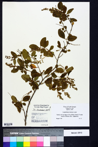 Ligustrum sinense image