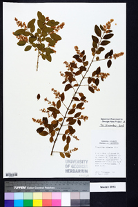 Ligustrum sinense image