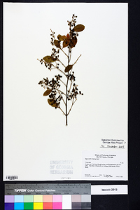 Ligustrum sinense image