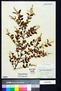 Ligustrum sinense image