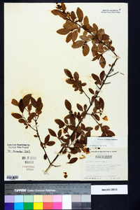 Ligustrum sinense image