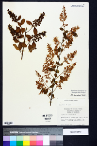 Ligustrum sinense image