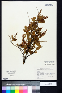 Ligustrum sinense image