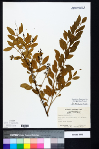 Ligustrum sinense image