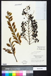 Ligustrum sinense image