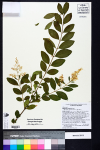 Ligustrum sinense image