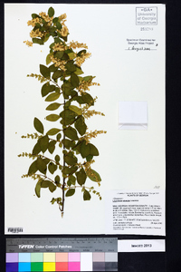 Ligustrum sinense image