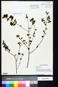 Ligustrum sinense image